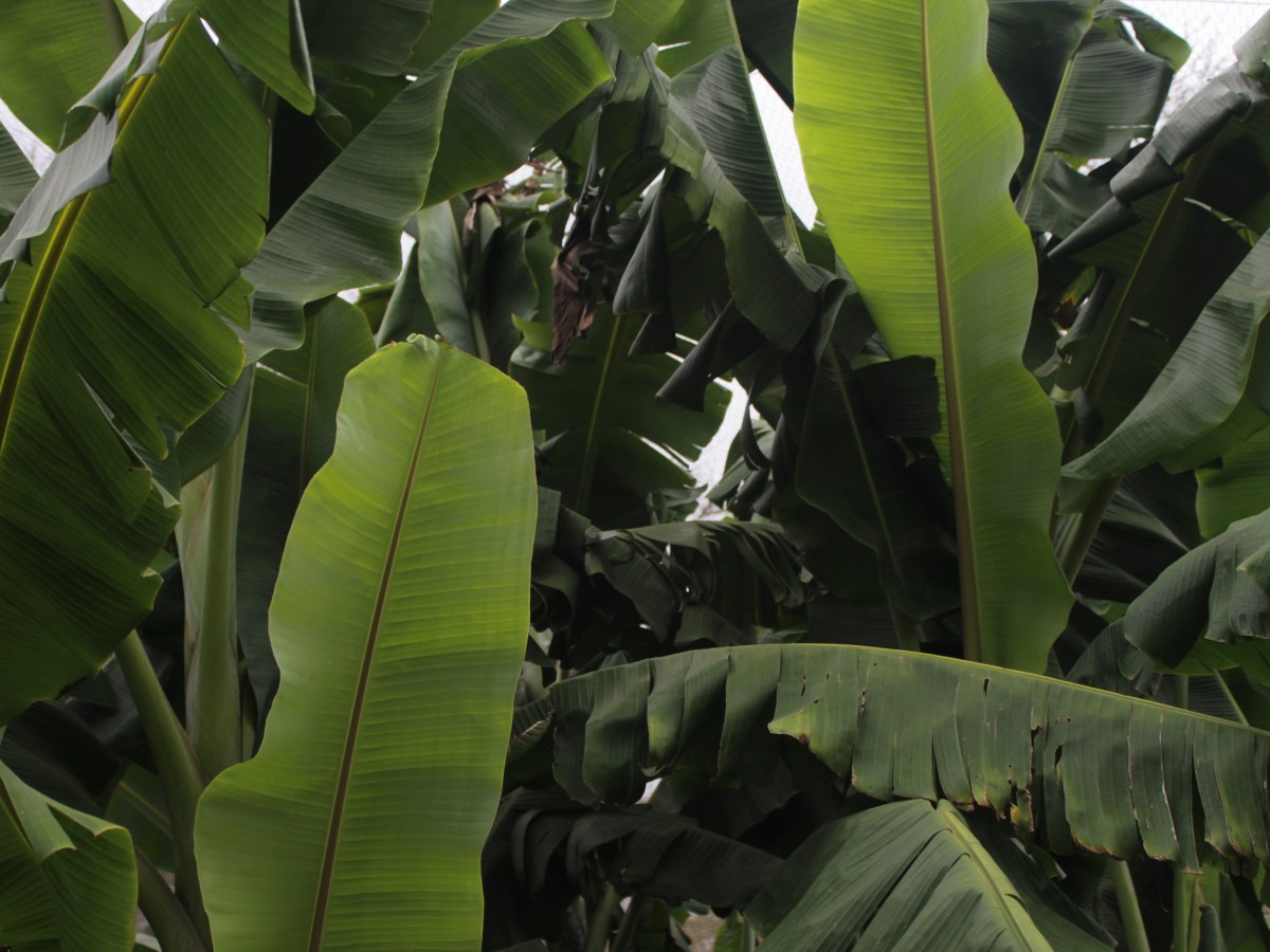 Plants & Particles – The mystery behind&nbsp;photosynthesis