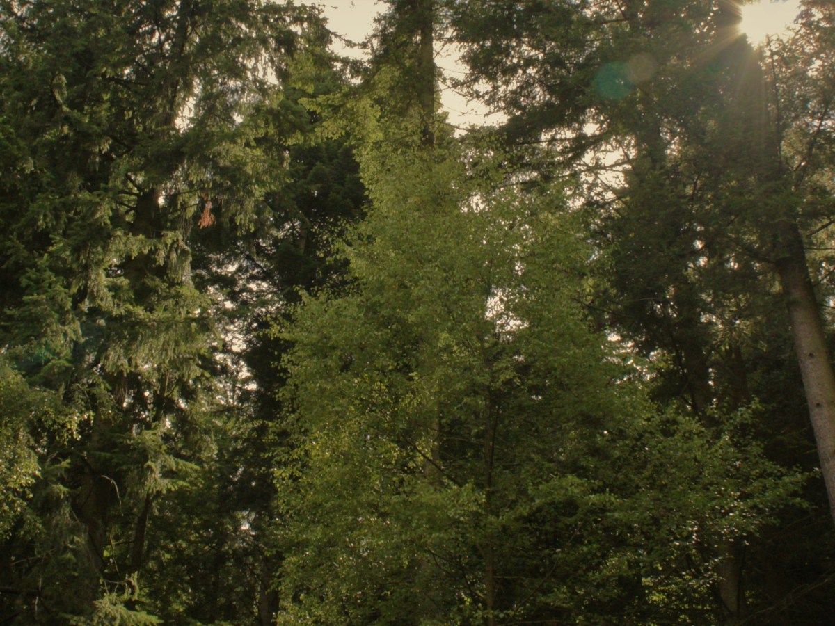 The Murky Truth of Britain’s Green&nbsp;Energy